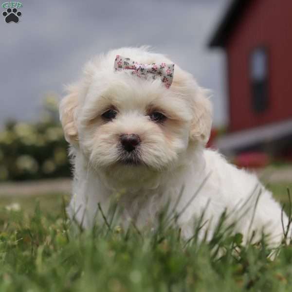 Candy, Teddy Bear Puppy